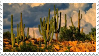 cacti