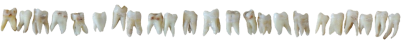 teeth